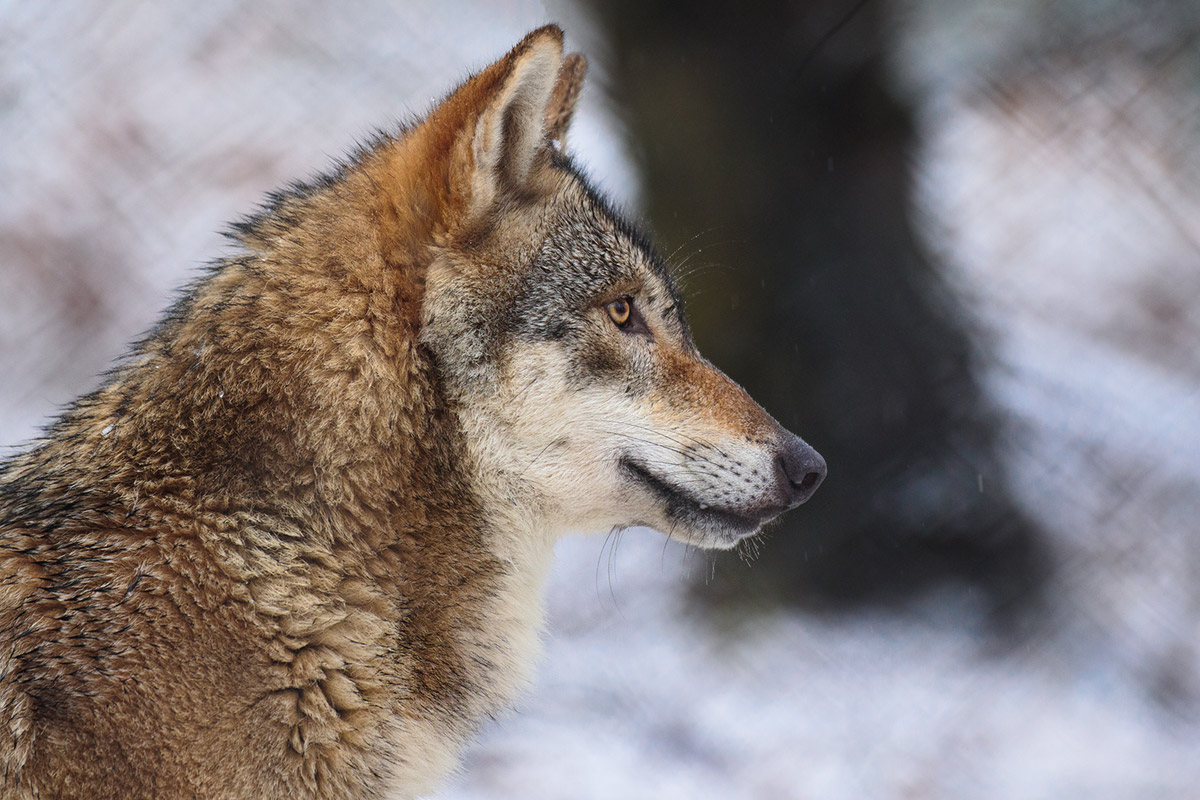 Olderdissen1802Kati_Rieke-08