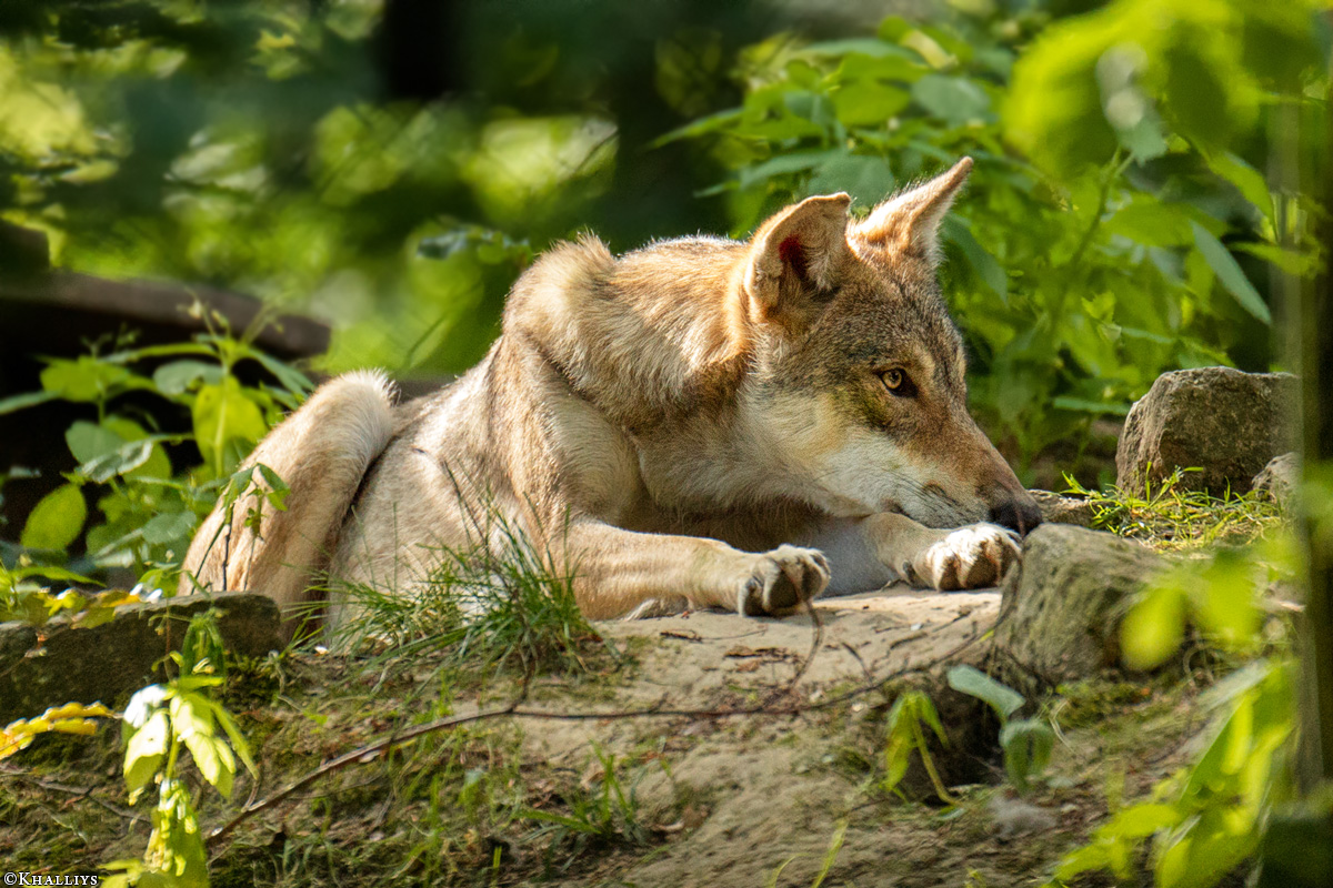 Olderdissen1907Kati_Bjelle-02