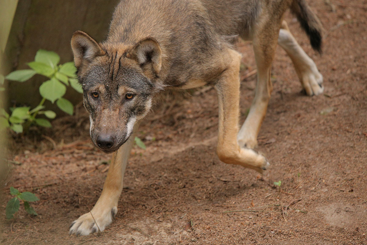 Guestrow1606LinaT_all-43