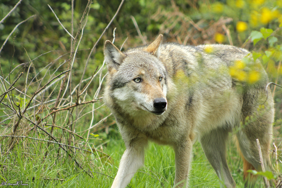 Granat1404Jessi_Luna-01