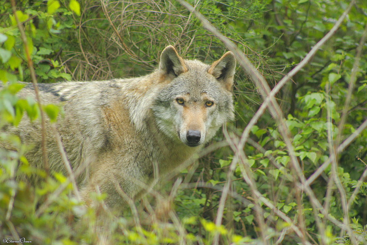 Granat1404Jessi_Mato-04