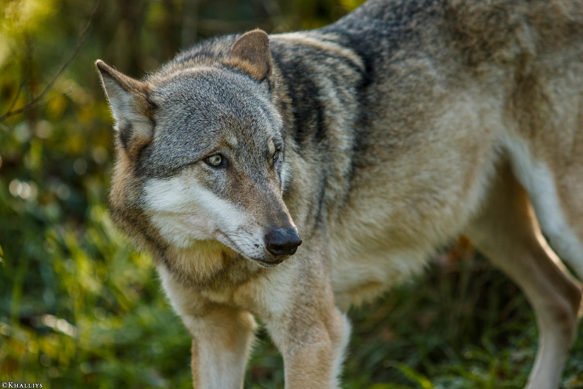 Granat1510Kati_Luna-44