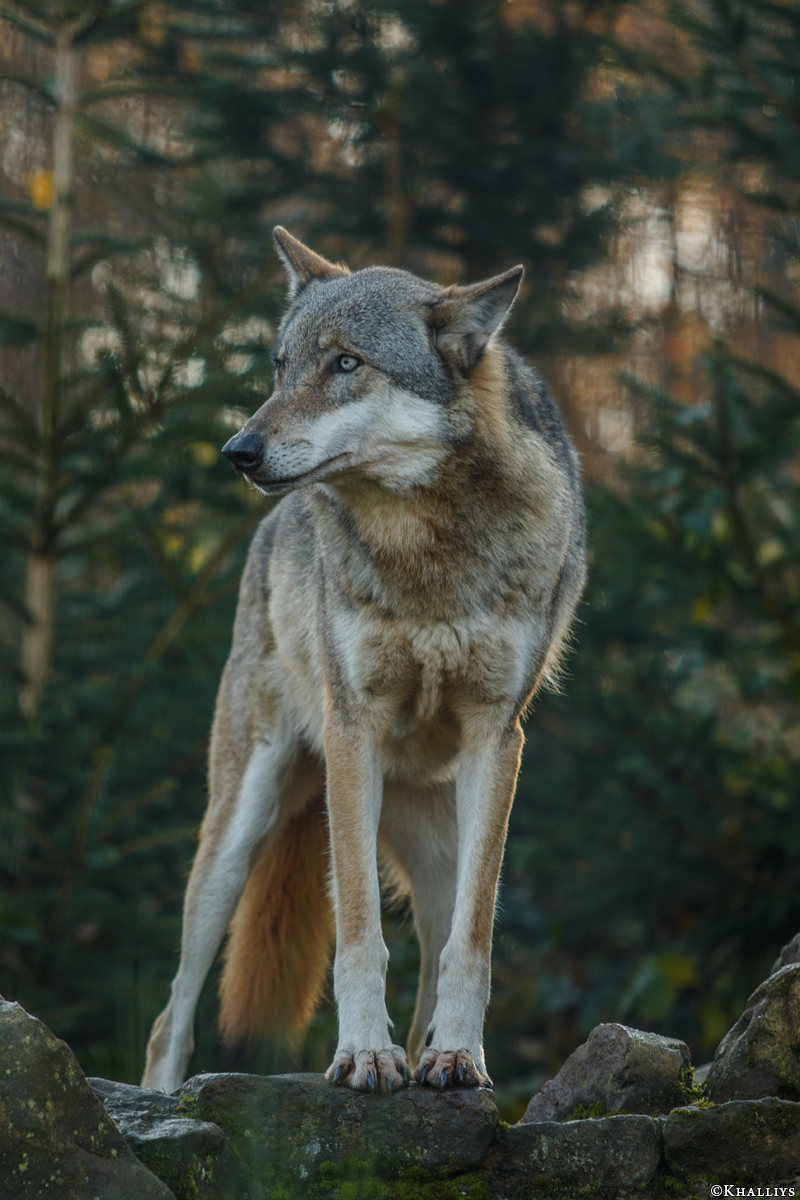 Granat1510Kati_Luna-07