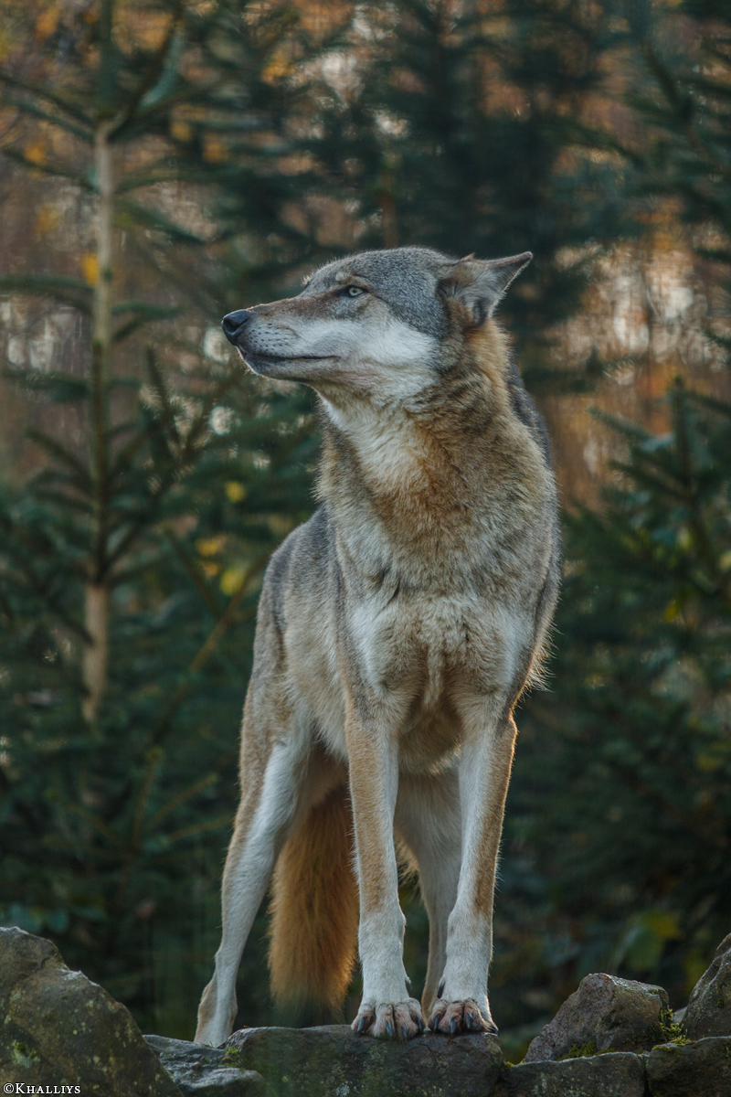 Granat1510Kati_Luna-06