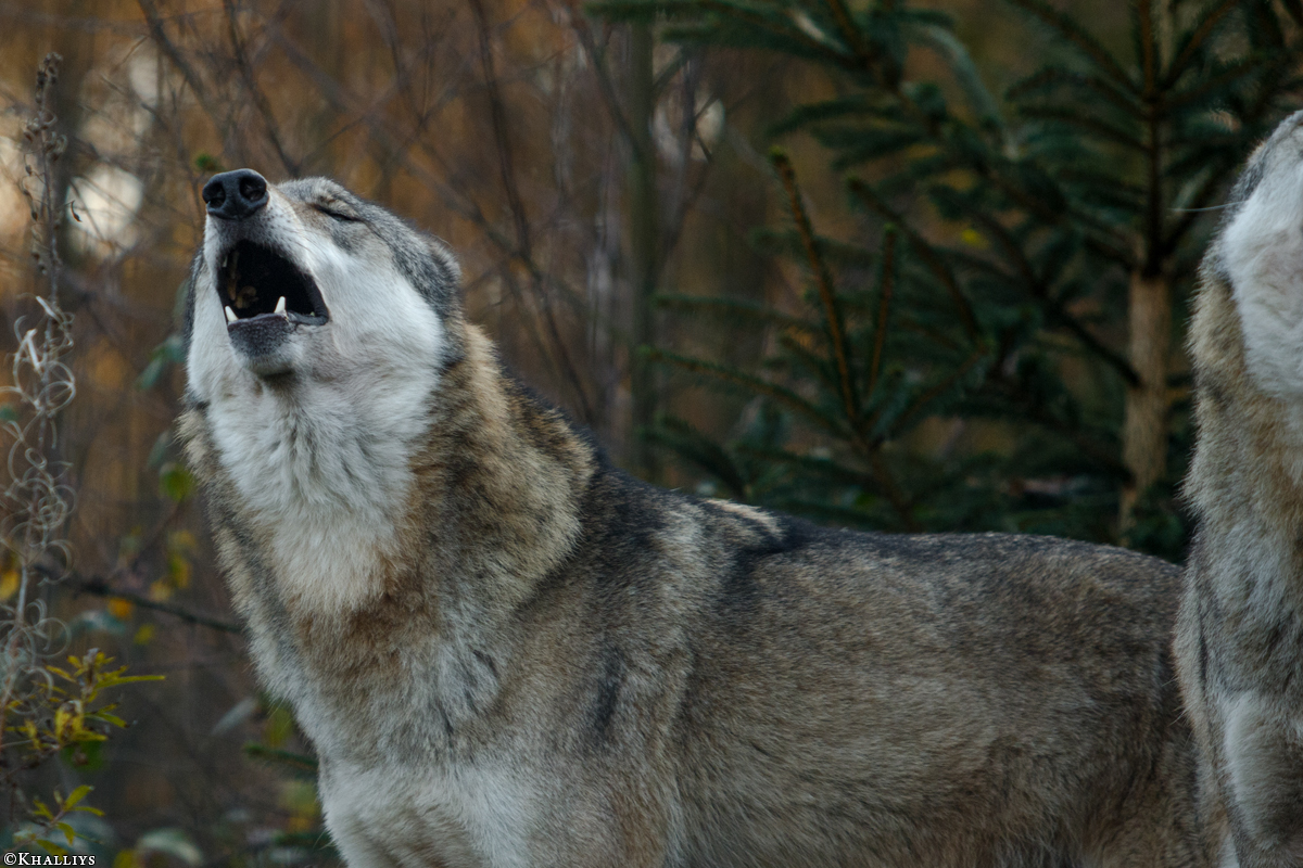 Granat1510Kati_Luna-01