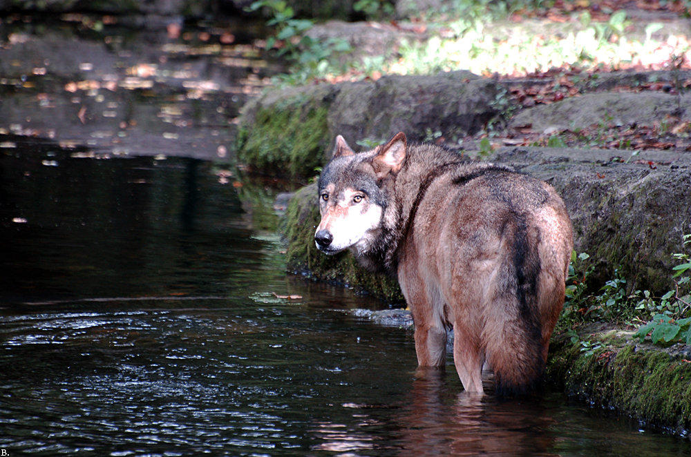 Berlin1109BineG_All-01