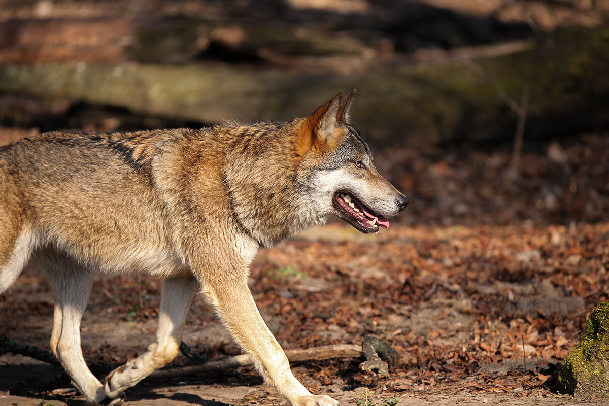 Berlin1603Lina-Wotan-29