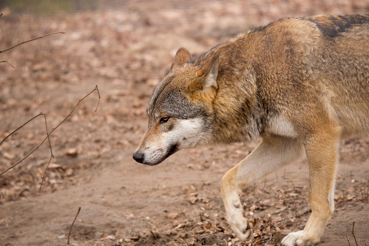 Berlin1603LinaT_Wotan-07