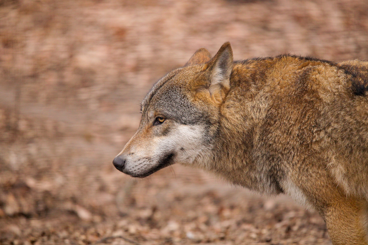 Berlin1603LinaT_Wotan-10