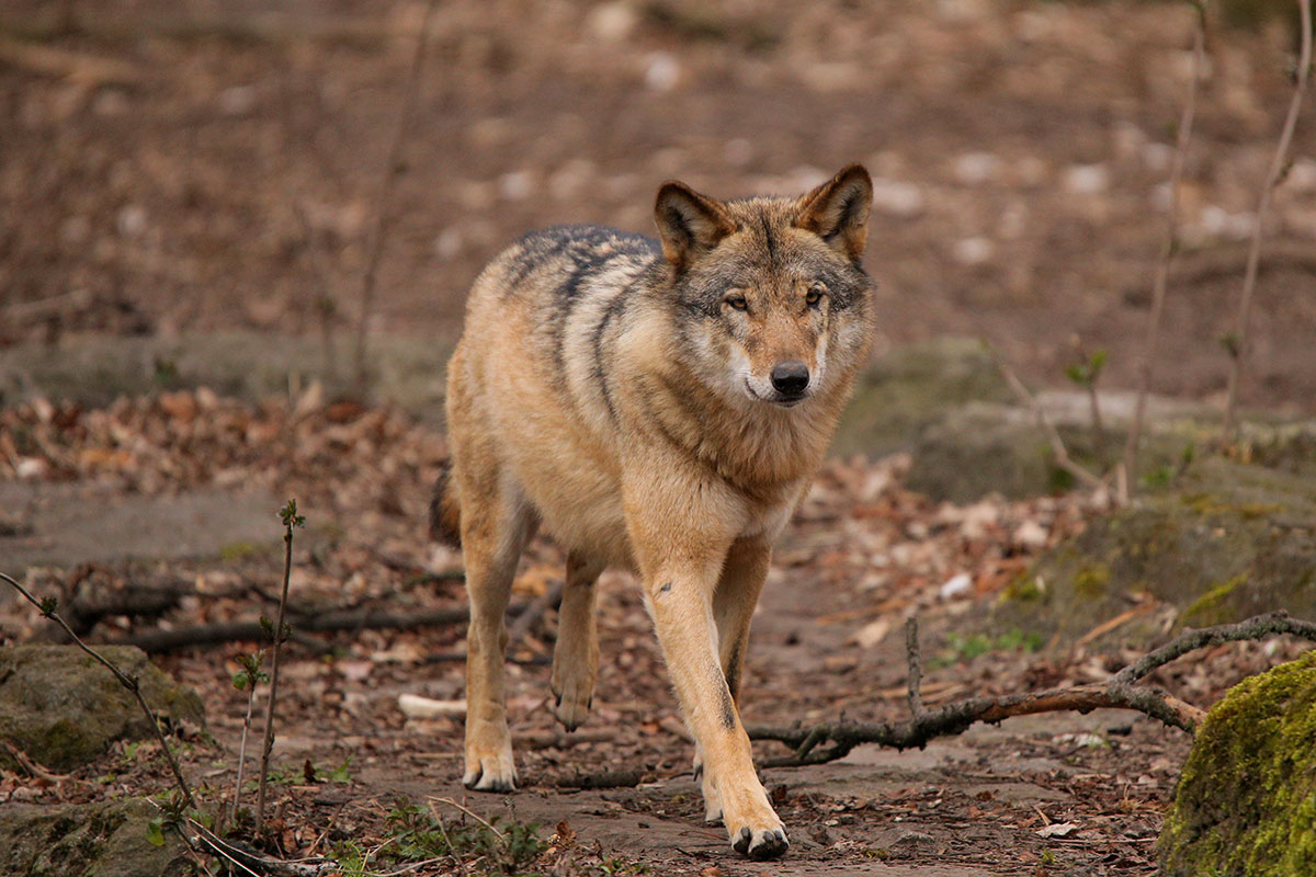 Berlin1604LinaT-Rinda-01