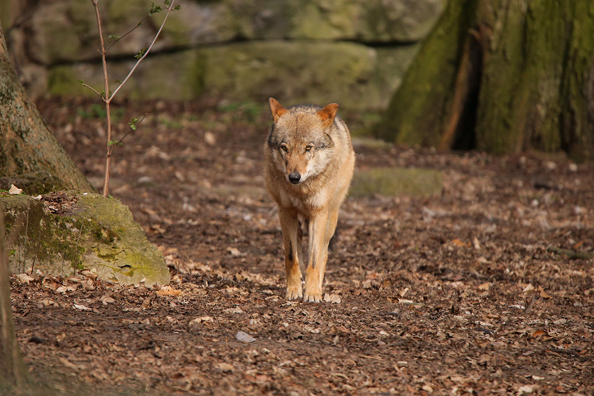 Berlin1604LinaT-Rinda-11