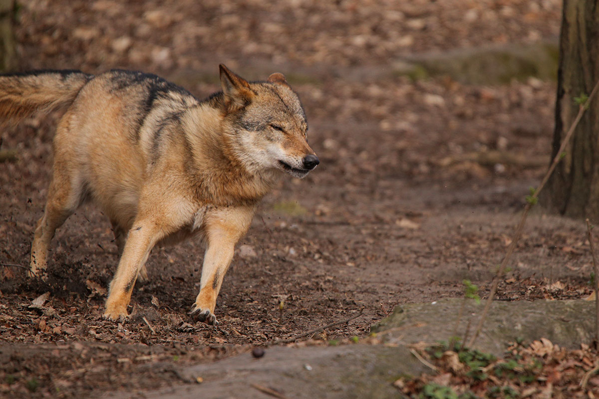 Berlin1604LinaT-Rinda-12