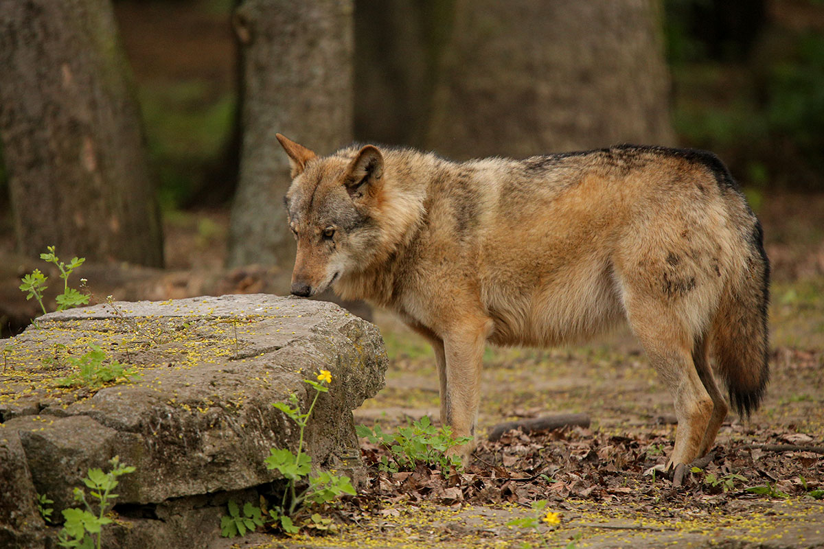 berlin1605linat-rinda-12