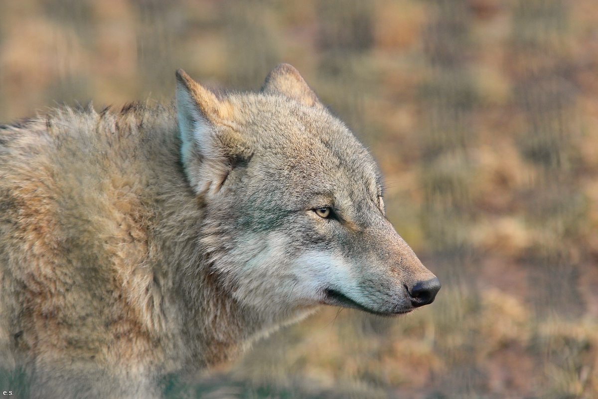 Gotha1502Elli_Jung04