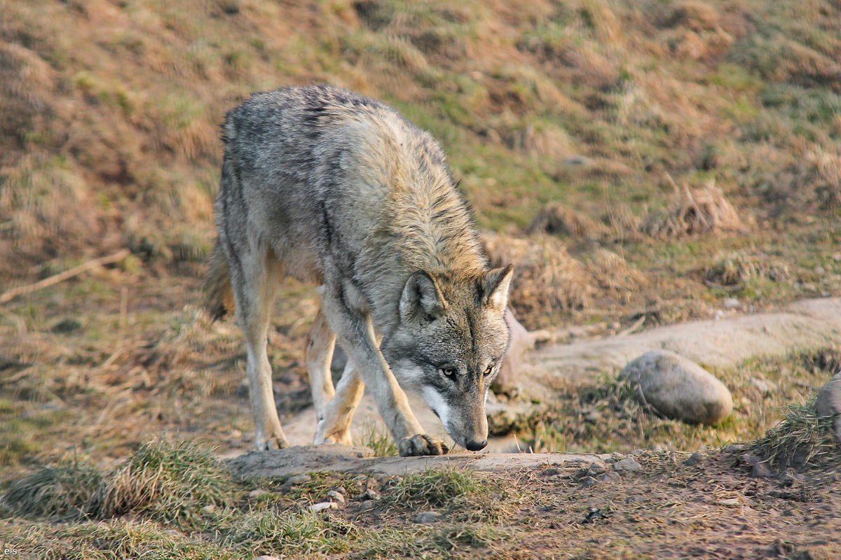 Gotha1502Elli_Jung06