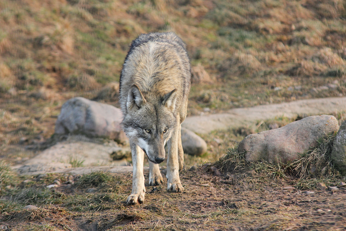 Gotha1502Elli_Jung07