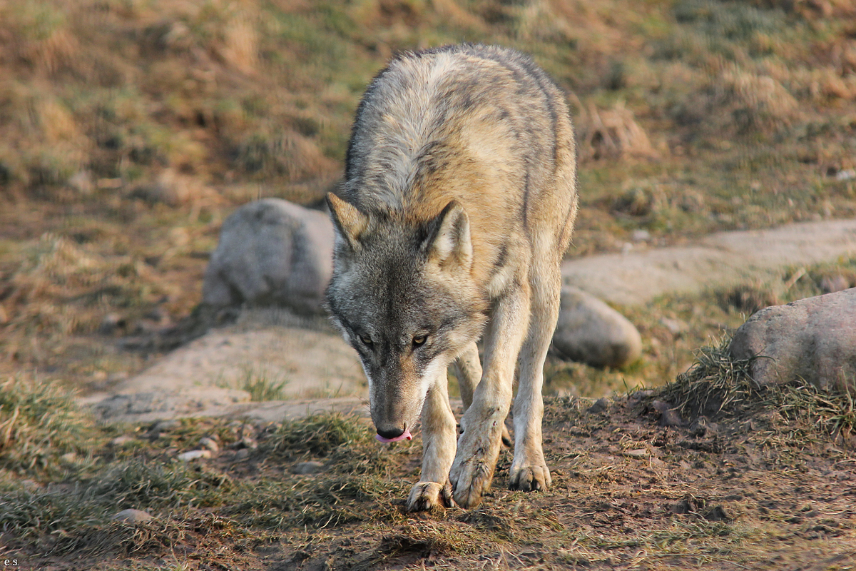 Gotha1502Elli_Jung08