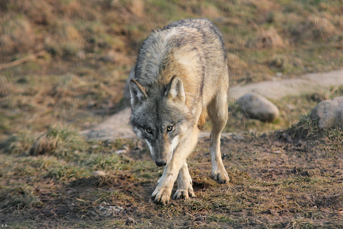 Gotha1502Elli_Jung09