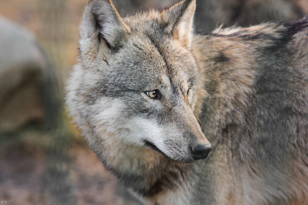 Gotha1502Elli_Jung12