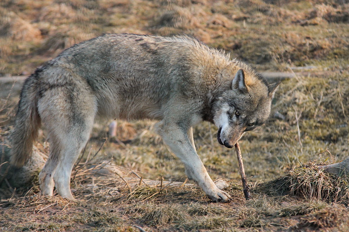 Gotha1502Elli_Jung20