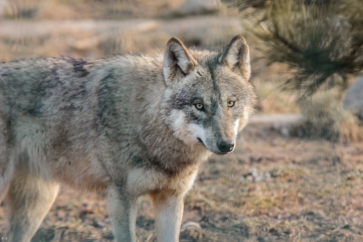 Gotha1502Elli_Jung25