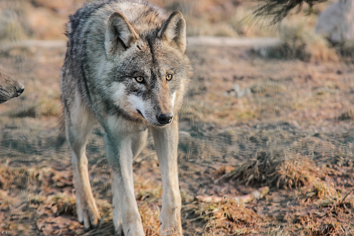 Gotha1502Elli_Jung26