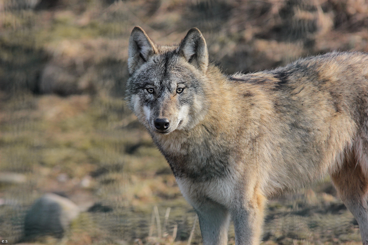 Gotha1502Elli_Jung31