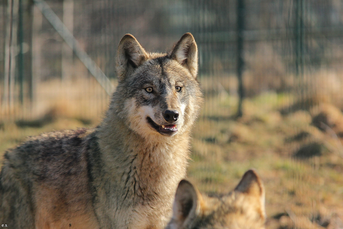 Gotha1502Elli_Jung33