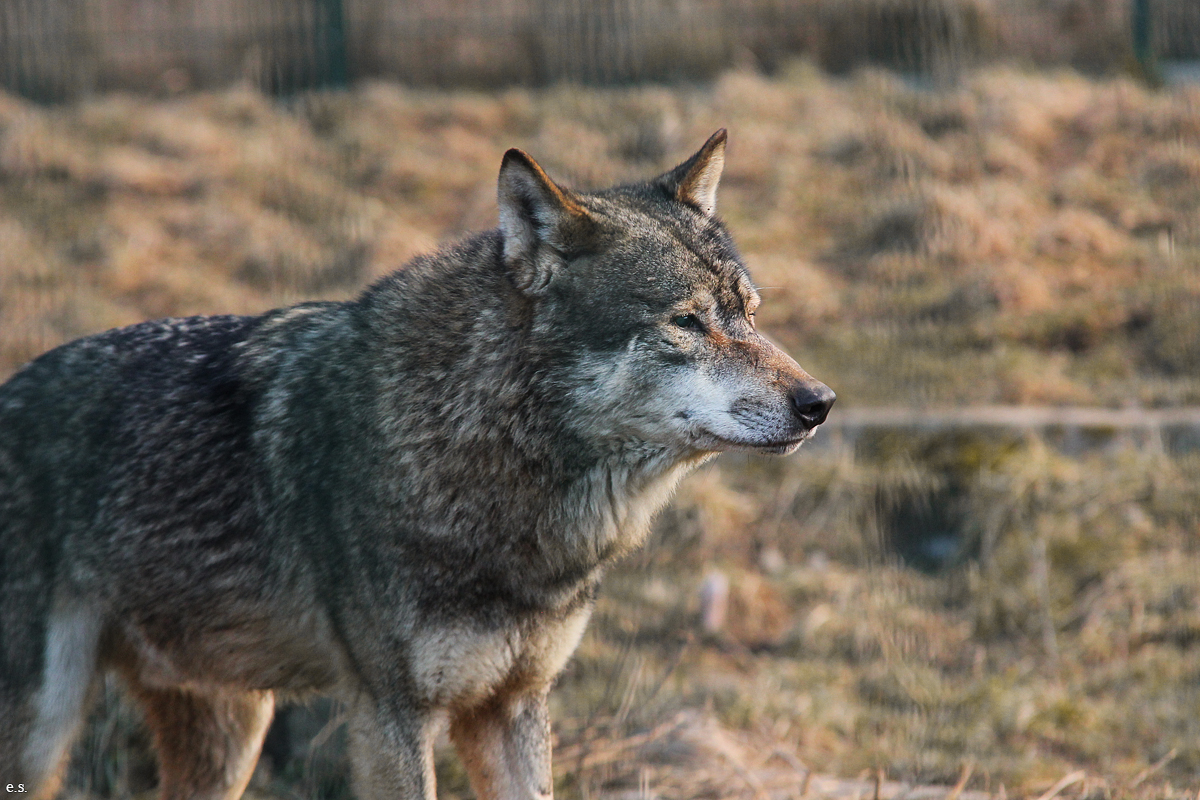 Gotha1502Elli_Male02