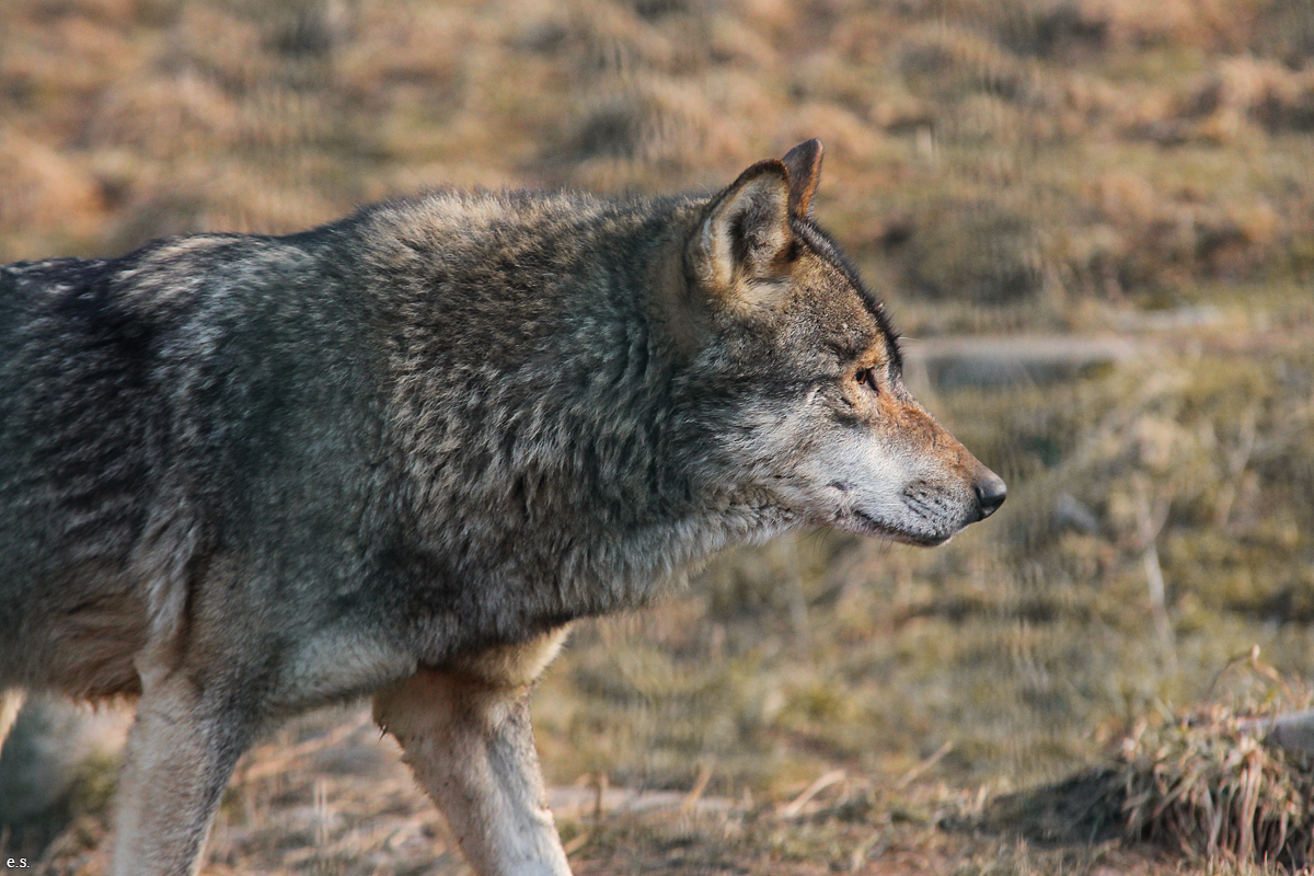 Gotha1502Elli_Male03