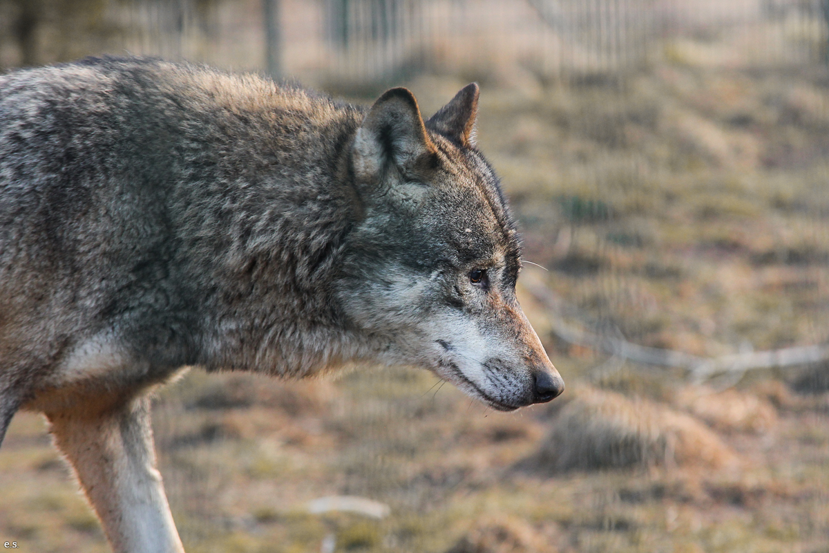 Gotha1502Elli_Male04