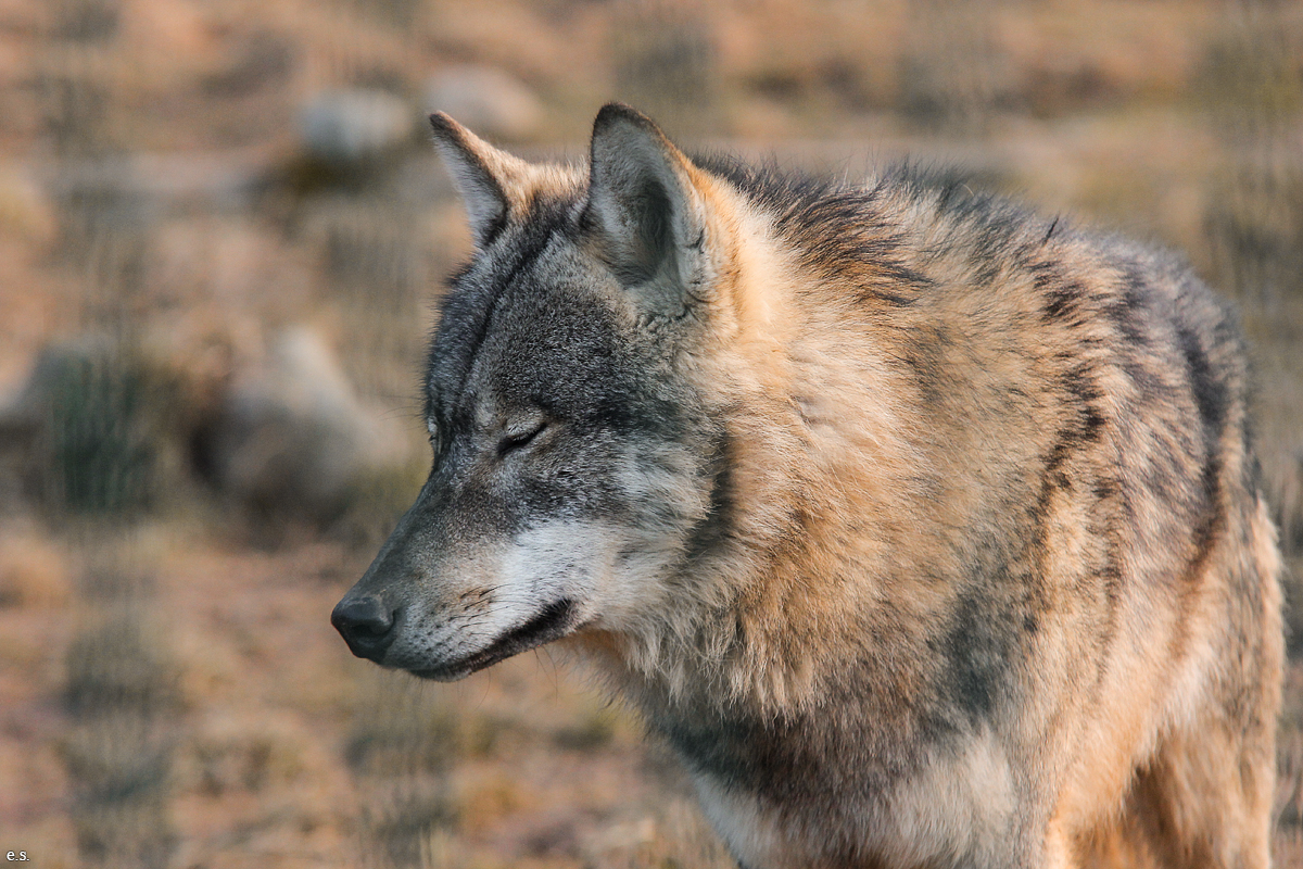 Gotha1502Elli_Moro23