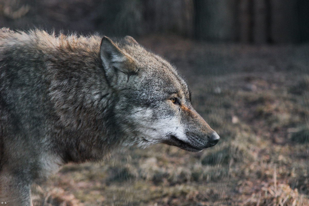 Gotha1502Elli_Omega10