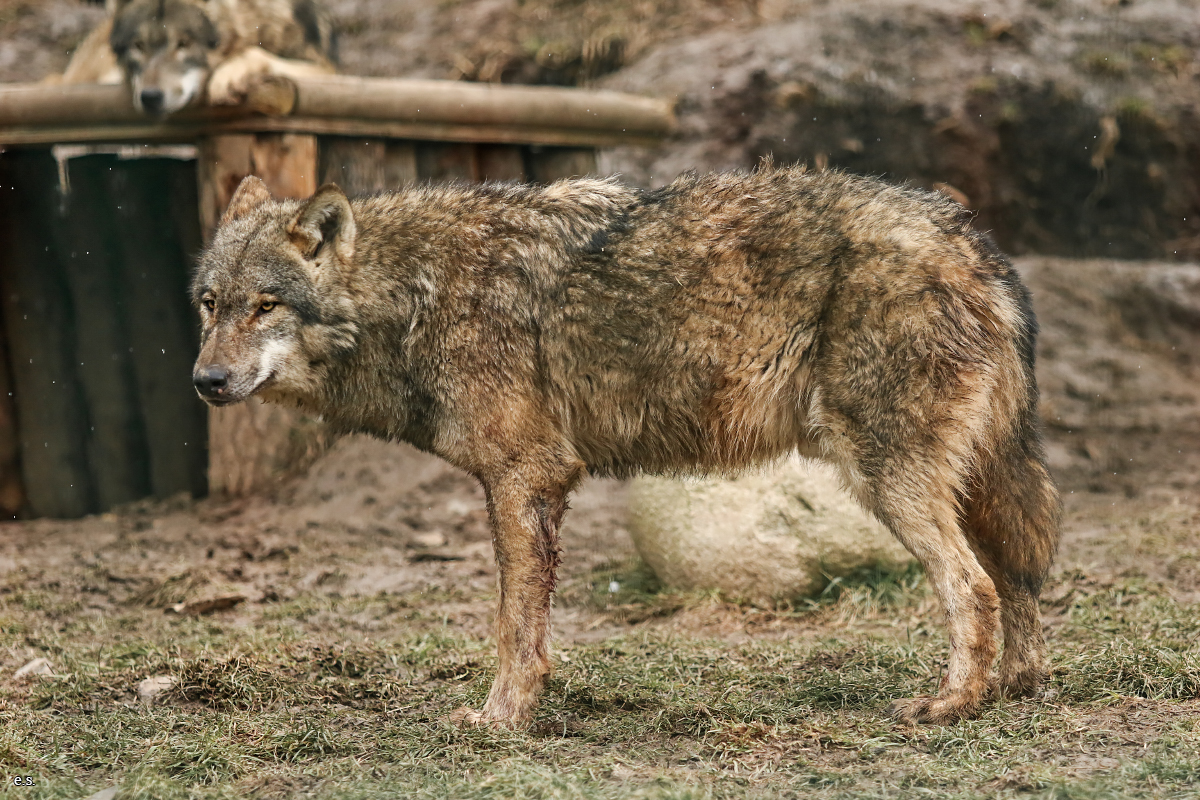 Gotha1602Elli_Maverick12