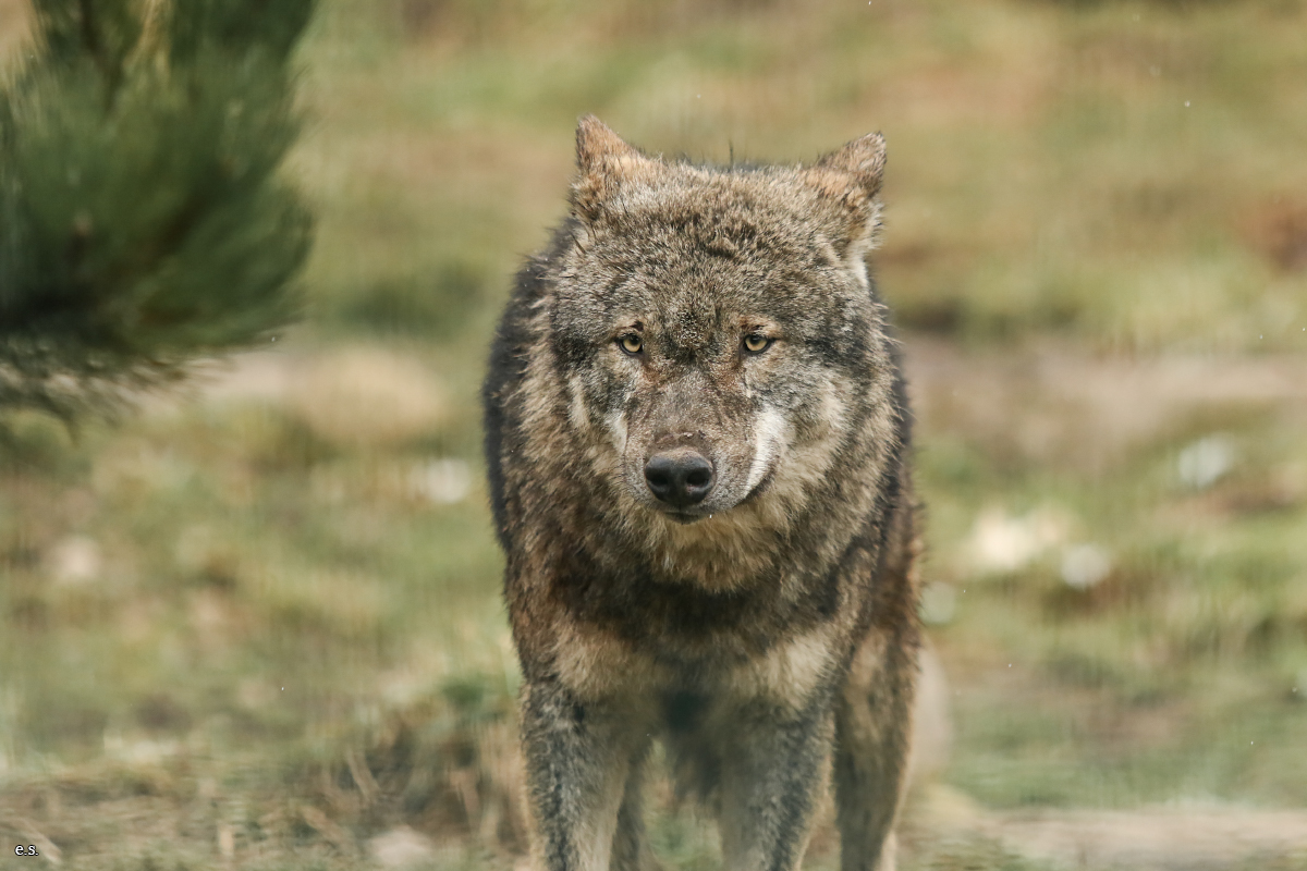 Gotha1602Elli_Pett05