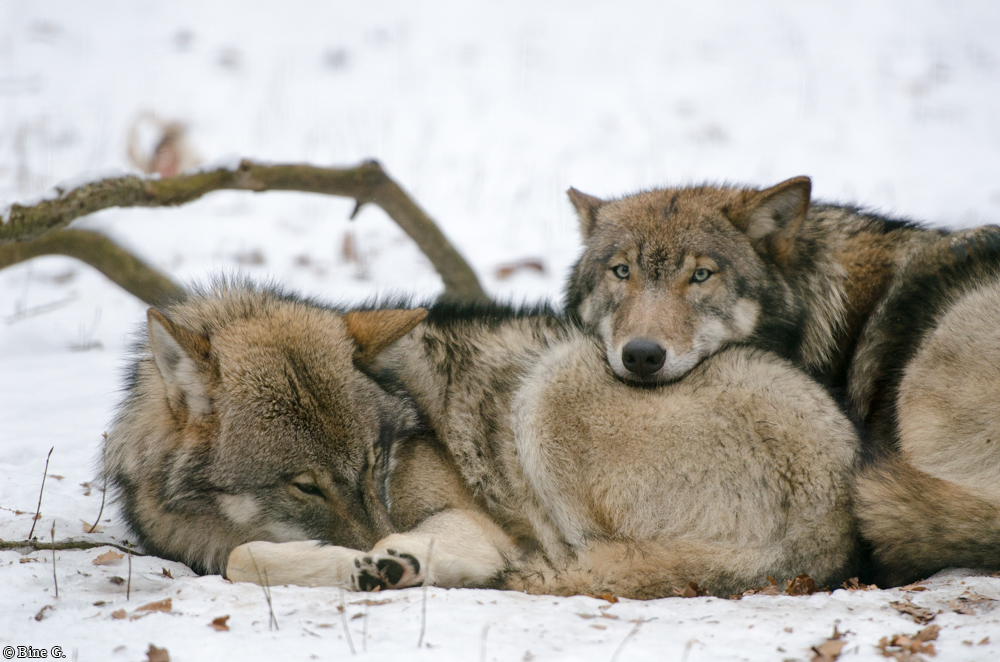 Kunsterspring1302Bine_All-01