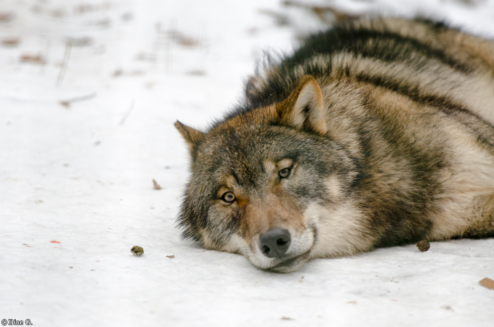 Kunsterspring1302Bine_Juri-01