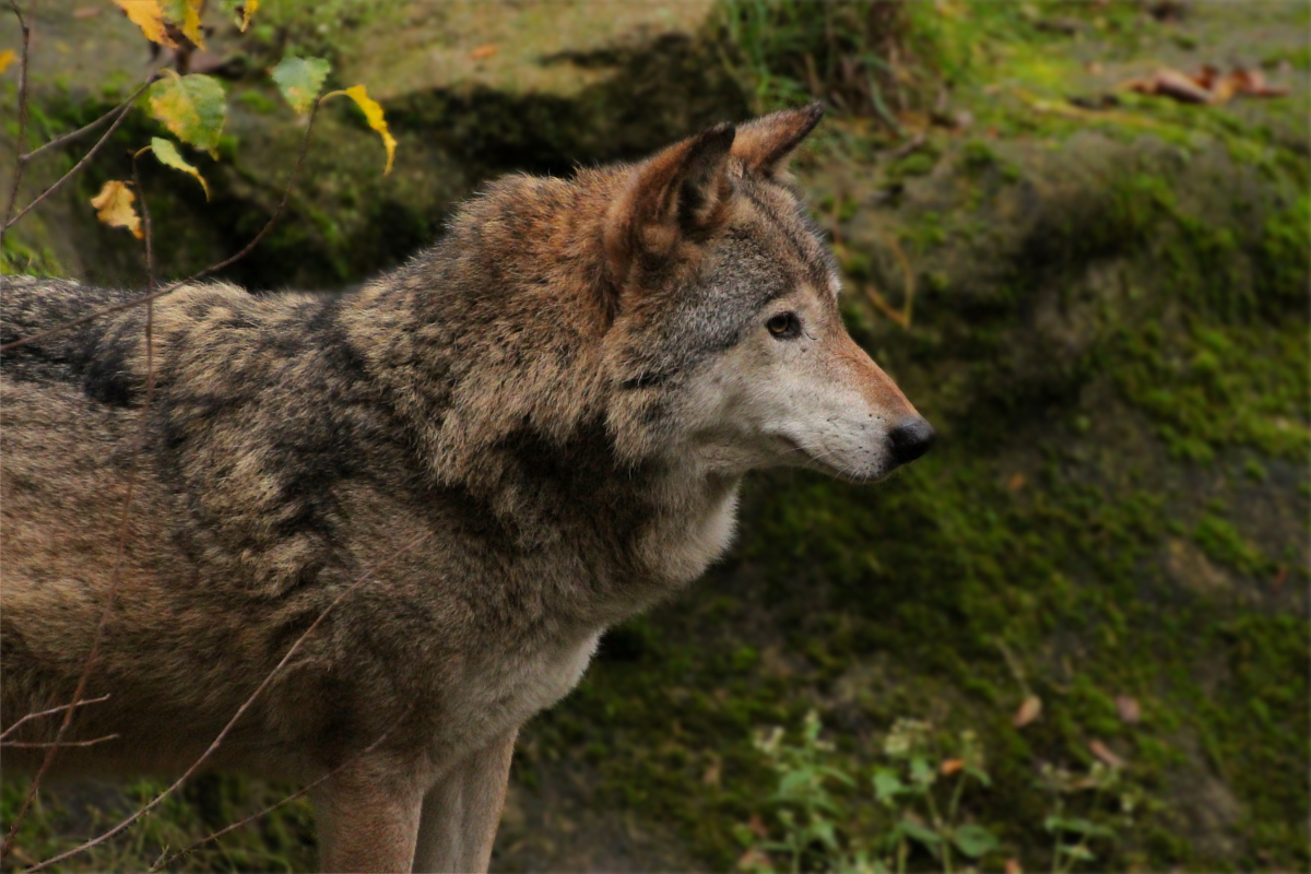 Neumuenster1411LinaT_Akita-02