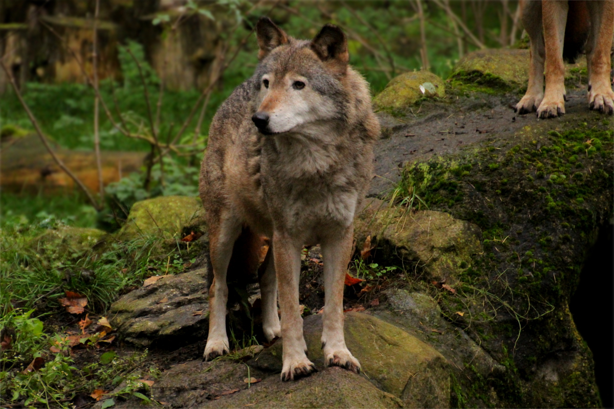 Neumuenster1411LinaT_Akita-07