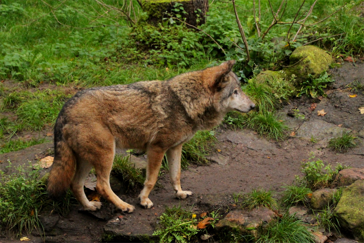 Neumuenster1411LinaT_Malaika-11