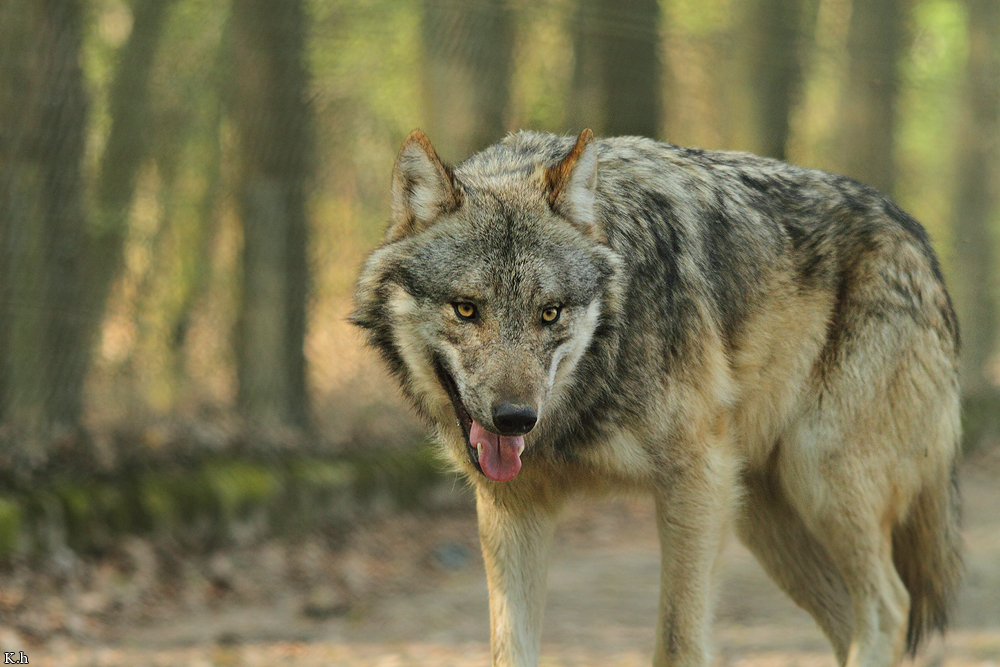 Sababurg1104Kati_Small-02