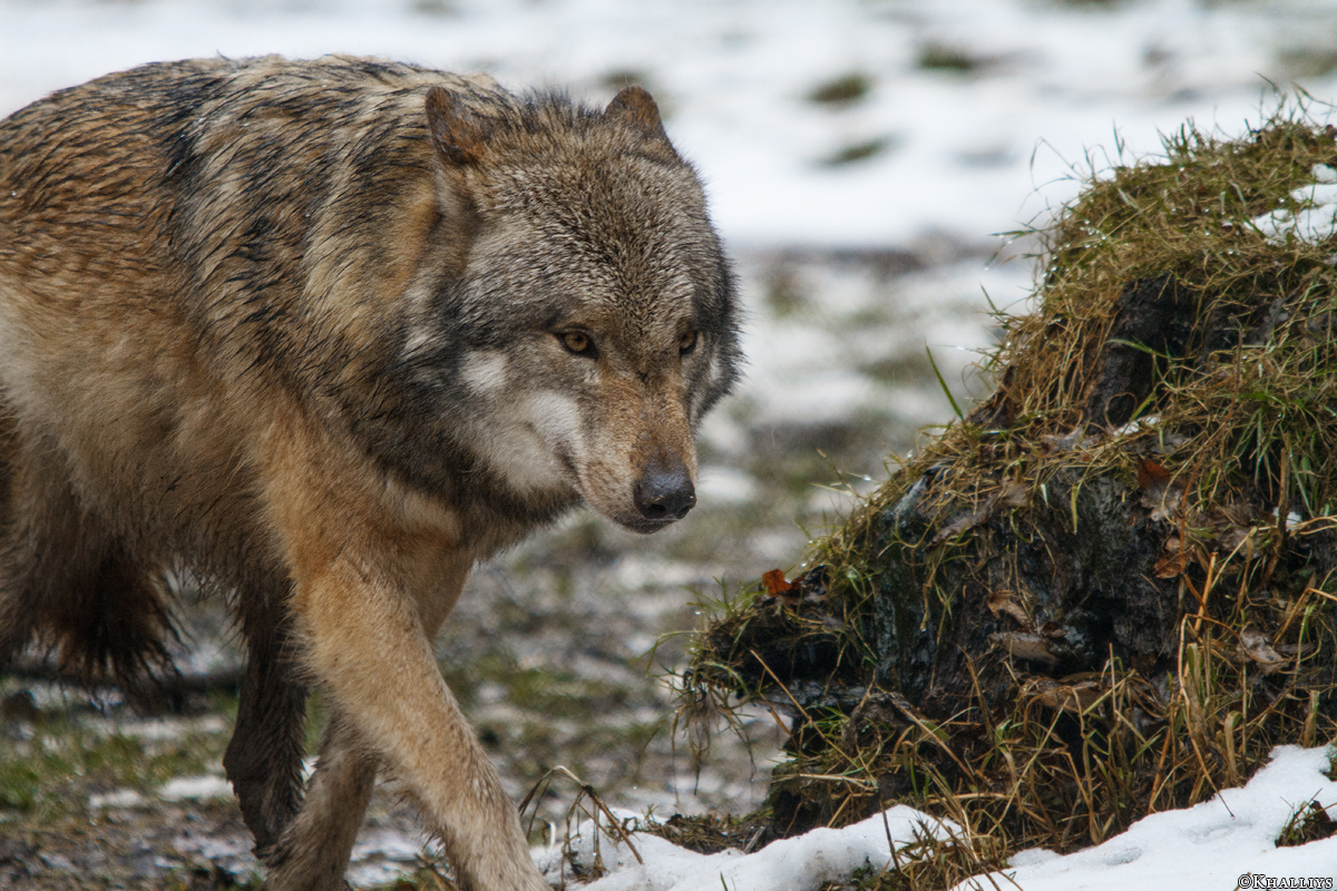 Sababurg1502Kati_Mark-01