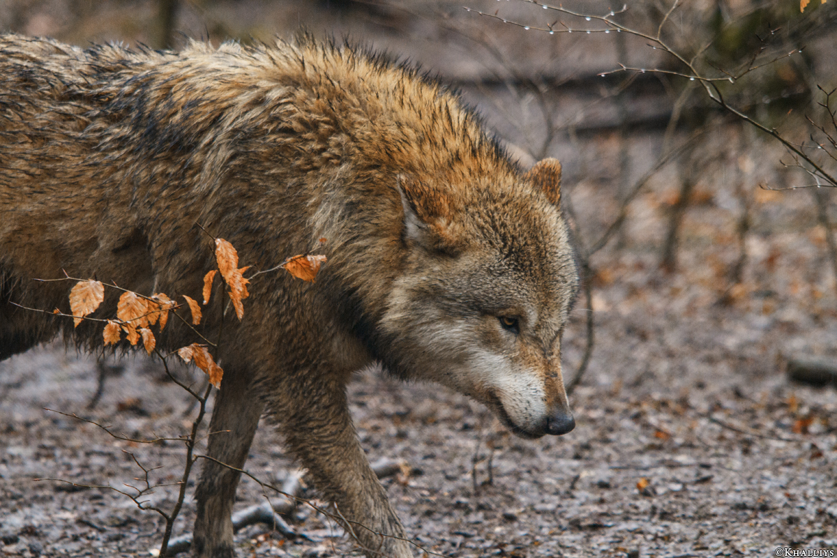 Sababurg1502Kati_Punk-02