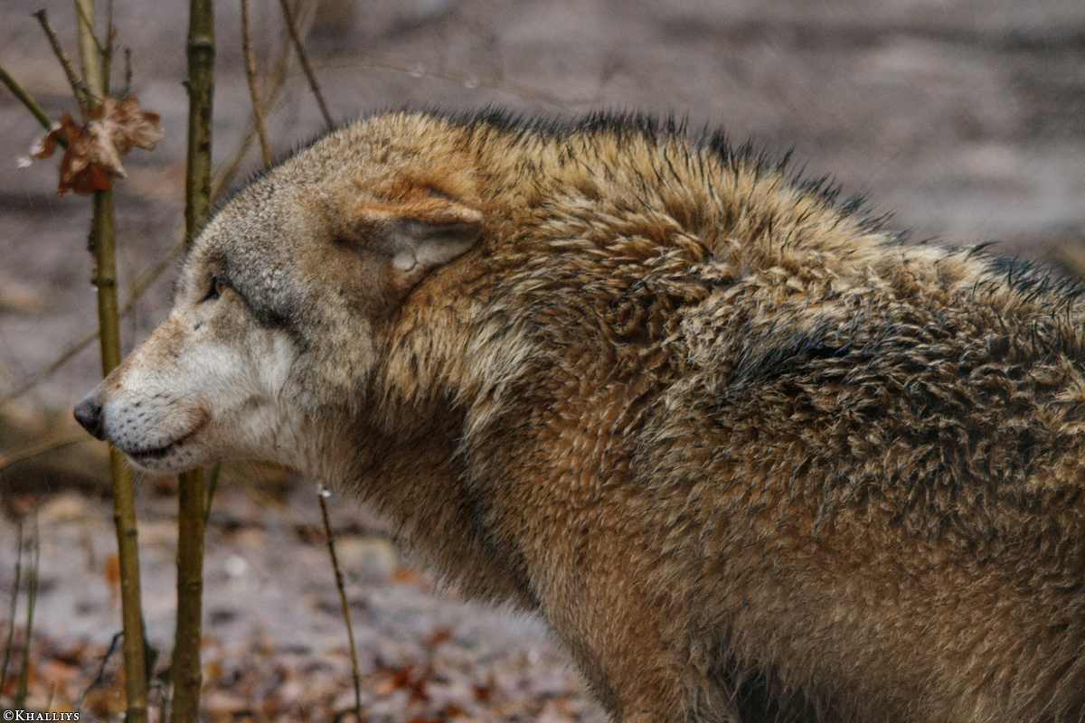 Sababurg1502Kati_Big-06