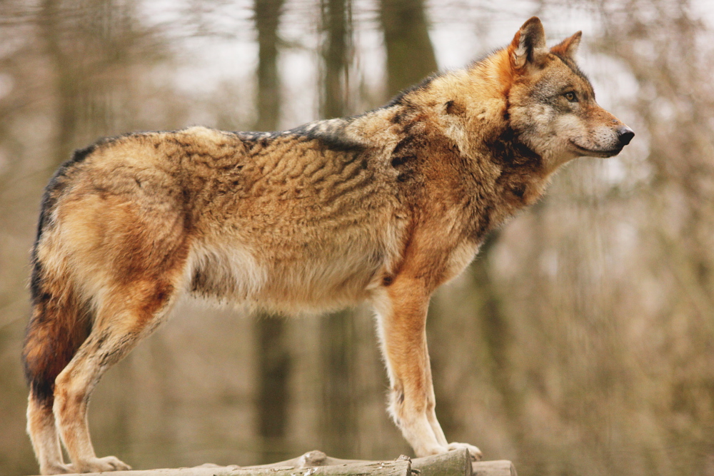 Moritzburg1402Elli_Oscar-02