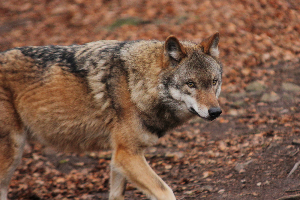 Moritzburg1412Elli_Hati-03