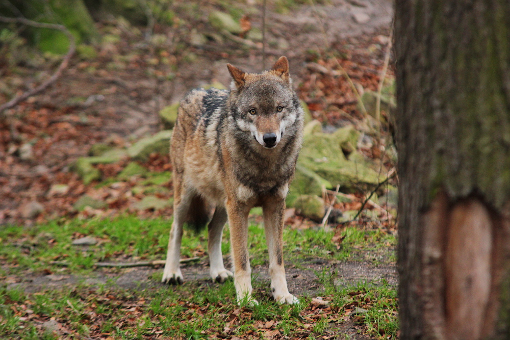 Moritzburg1412Elli_Hati-12