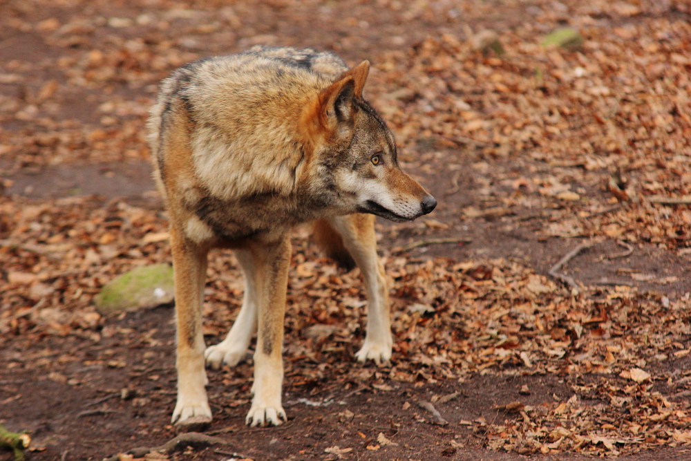 Moritzburg1412Elli_Hati-22