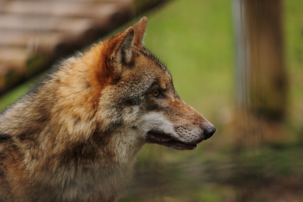 Moritzburg1412Elli_Lilly-02