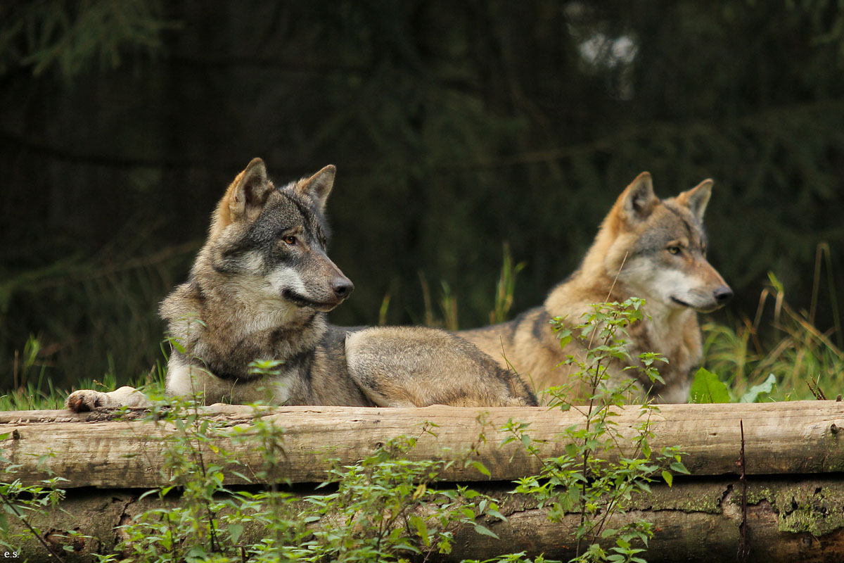 Eekholt1509Elli_Boys-13